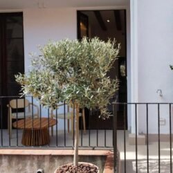 Inmobiliaria premium